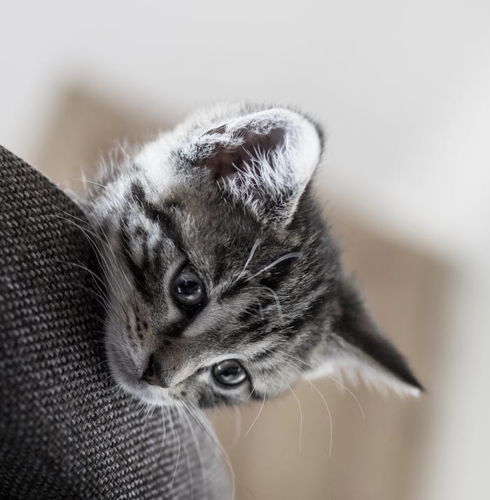 Charming tabby kitten peeks over a fabric surface, capturing playful innocence.